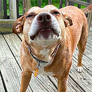 Lilly joined the competition — help win amazing prizes! animal, brown_fur, canine, close_up, collar, cute, dog, ears, expression, fence, nature, outdoor, pet, portrait, snout, standing, tag, tail, white_markings, wooden_deck