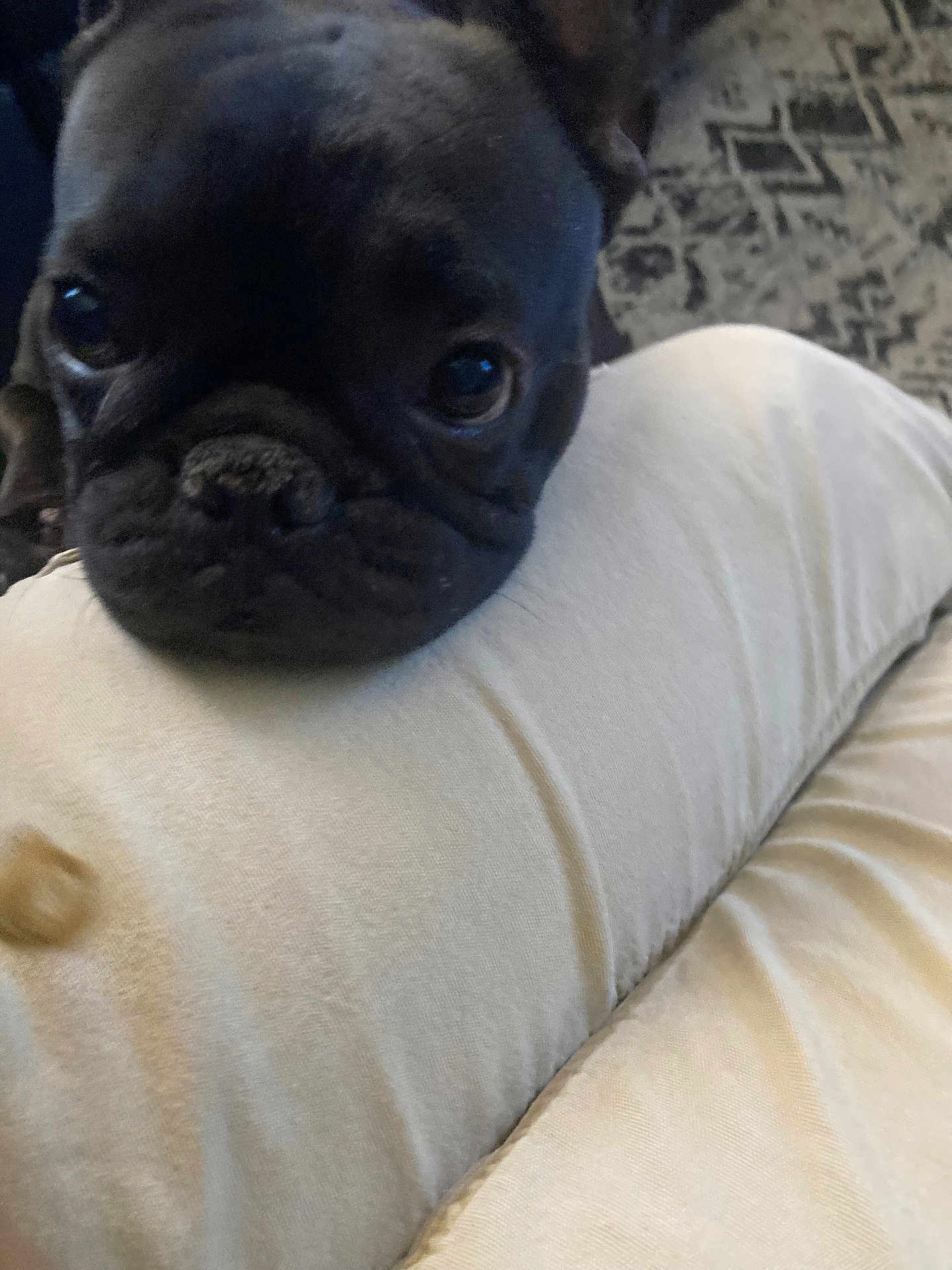 Prada joined the competition — help win amazing prizes! dog, puppy, french_bulldog, black_dog, close_up, face, eyes, nose, wrinkles, pet, cute, portrait, indoor, couch, pillows, fabric, texture, carpet, resting, companion