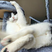 Myou a rejoint le concours — aidez-le/la à gagner de superbes lots ! cat, black_and_white, feline, pet, indoor, cat_tree, fur, whiskers, paw, playful, animal, cute, close_up, blur, climbing, house, pet_furniture, curious, soft, resting