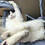 cat, black_and_white, feline, pet, indoor, cat_tree, fur, whiskers, paw, playful, animal, cute, close_up, blur, climbing, house, pet_furniture, curious, soft, resting