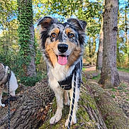 Blue participe au concours pour gagner de l'argent avec cette photo : dog, outdoor, forest, tree, moss, leaves, sunlight, nature, animal, pet, happy, tongue_out, walking, leash, canine, daylight, trunk, background, fur, ears