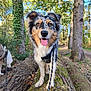 dog, outdoor, forest, tree, moss, leaves, sunlight, nature, animal, pet, happy, tongue_out, walking, leash, canine, daylight, trunk, background, fur, ears