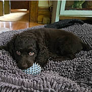 Otis joined the competition — help win amazing prizes! puppy, dog, toy, blanket, brown, cute, pet, indoor, fur, animal, lying_down, looking_up, soft, cozy, home, playful, young, companion, adorable, curly_fur