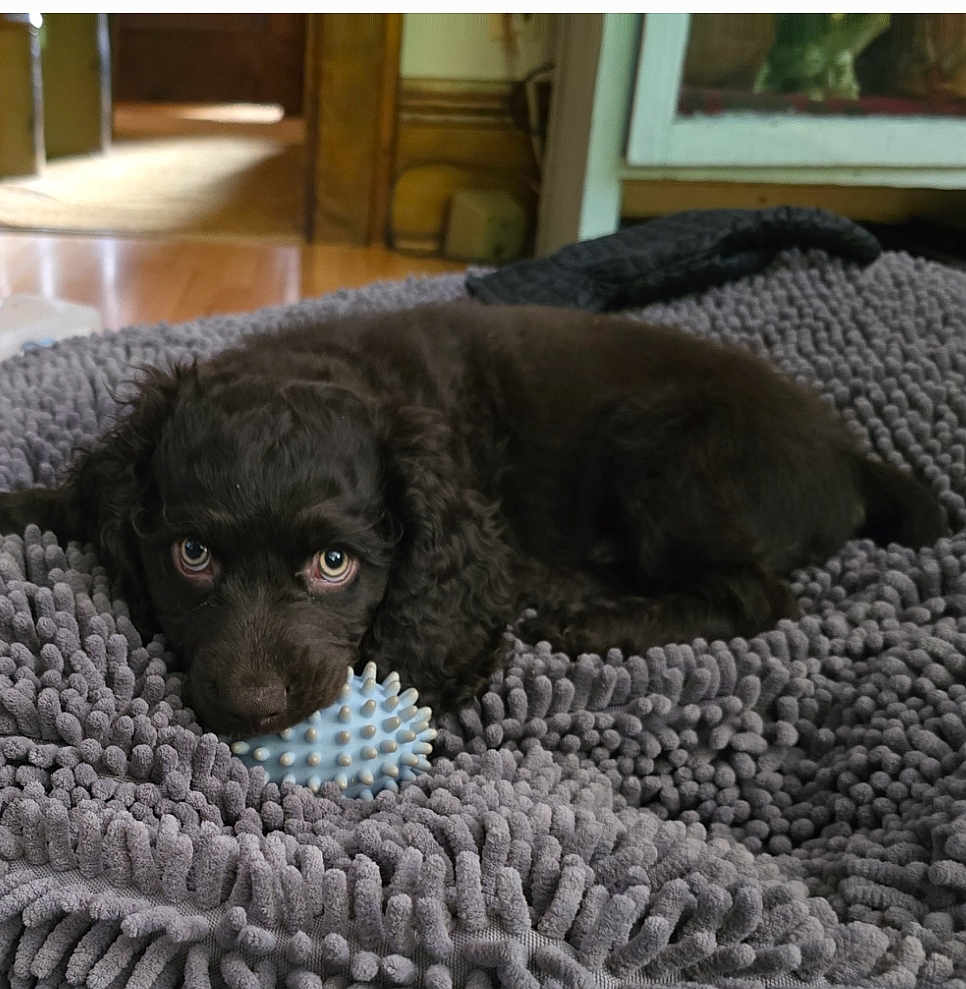 Otis joined the competition — help win amazing prizes! puppy, dog, toy, blanket, brown, cute, pet, indoor, fur, animal, lying_down, looking_up, soft, cozy, home, playful, young, companion, adorable, curly_fur