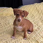 Goldie joined the competition — help win amazing prizes! puppy, dog, brown_dog, bed, blanket, yellow, quilt, ears, paws, eyes, pet, sitting, indoor, cute, small_dog, portrait, fur, looking_at_camera, cozy, domestic_animal