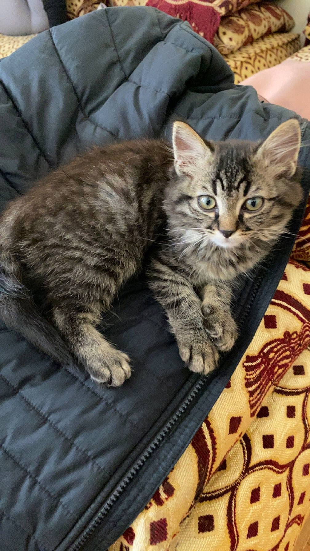 Bounty participe au concours pour gagner de l'argent avec cette photo : carnivore, cat, claw, comfort, domestic_short_haired_cat, felidae, fur, grey, paw, sitting, small_to_medium_sized_cats, snout, tail, whiskers