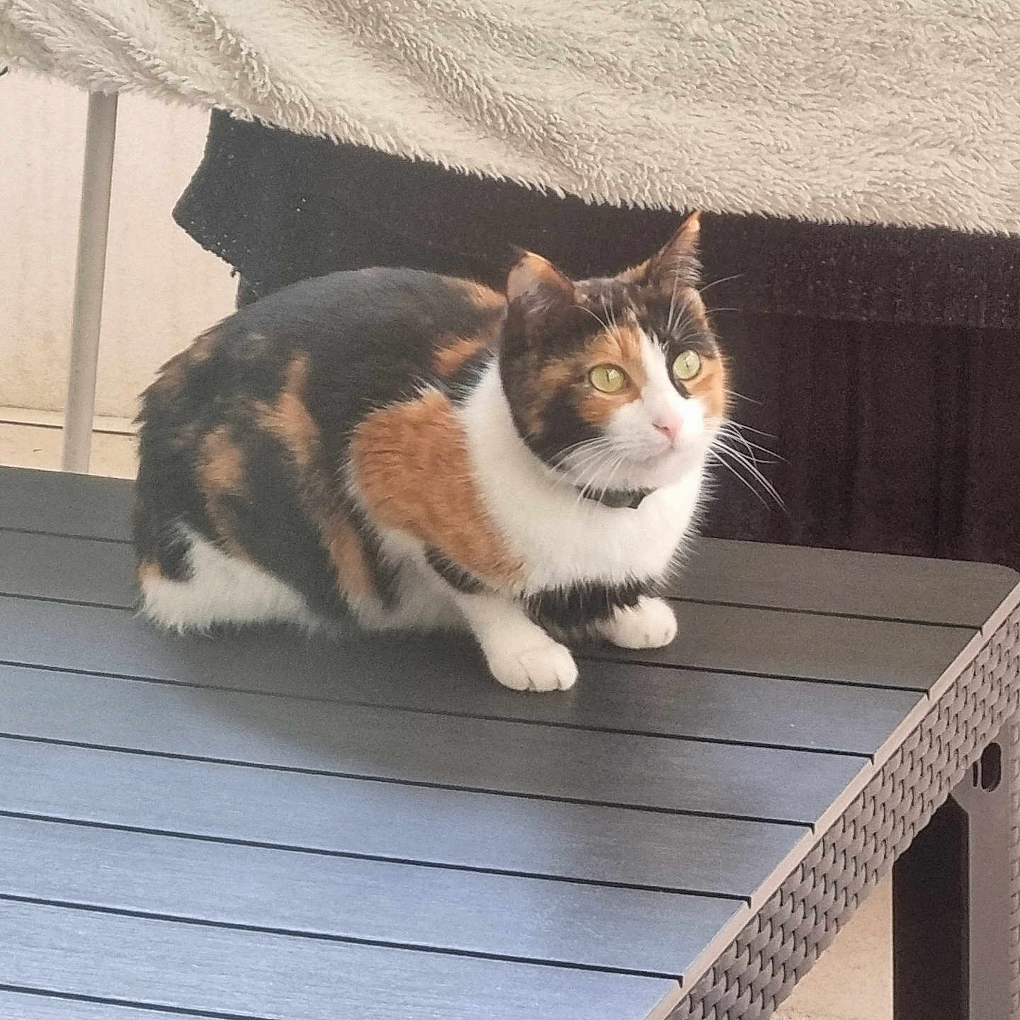 Tina a rejoint le concours — aidez-le/la à gagner de superbes lots ! animal, architecture, building, cat, chair, coffeetable, diningtable, furniture, hardwood, house, housing, indoors, interiordesign, kitten, manx, pet, plywood, porch, table, wood