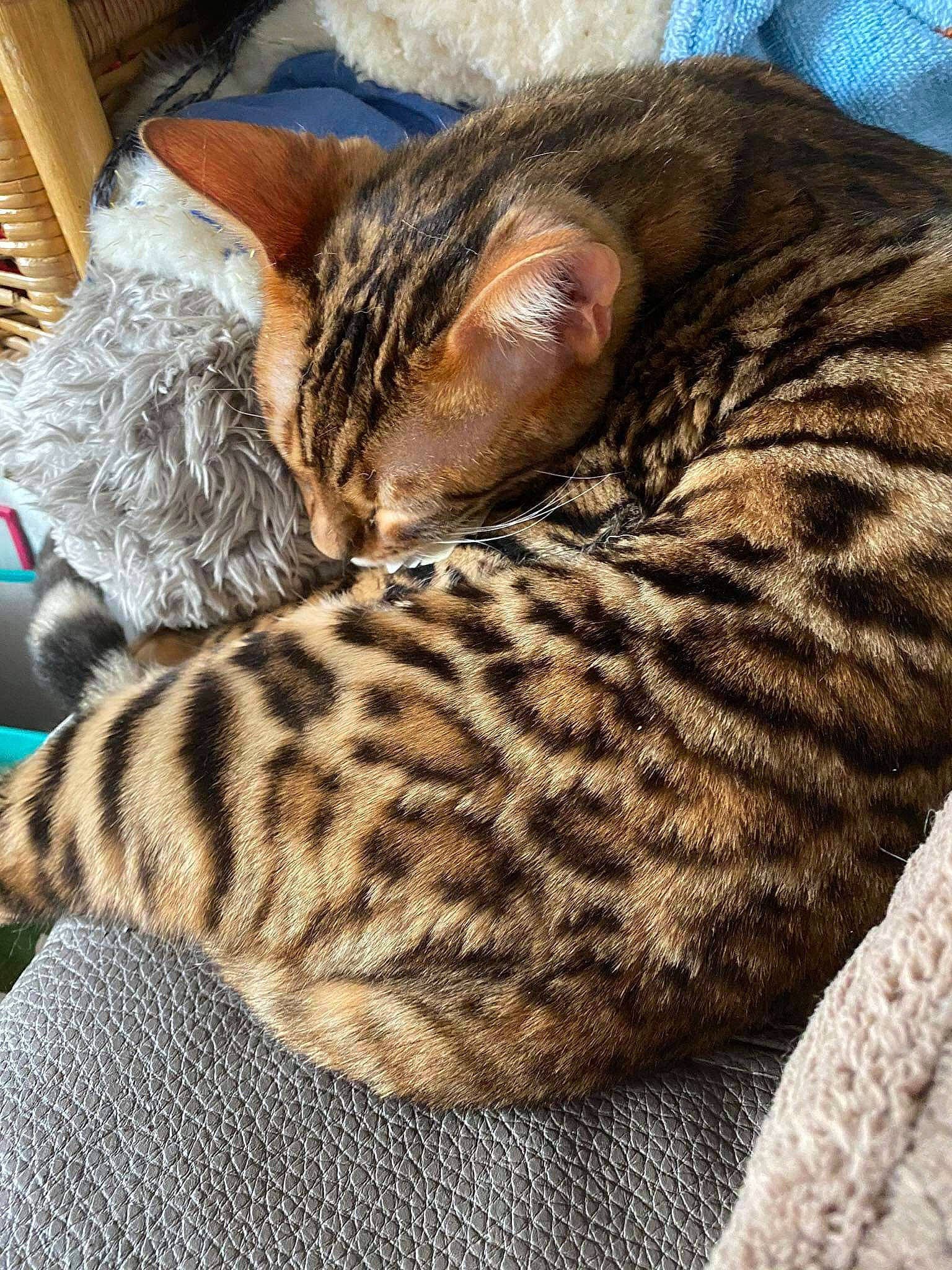 Thor participe au concours pour gagner de l'argent avec cette photo : asian, bengal, california_spangled, carnivore, cat, domestic_short_haired_cat, dragon_li, egyptian_mau, european_shorthair, felidae, fur, kitten, mammal, ocicat, savannah, small_to_medium_sized_cats, tabby_cat, toyger, vertebrate, whiskers