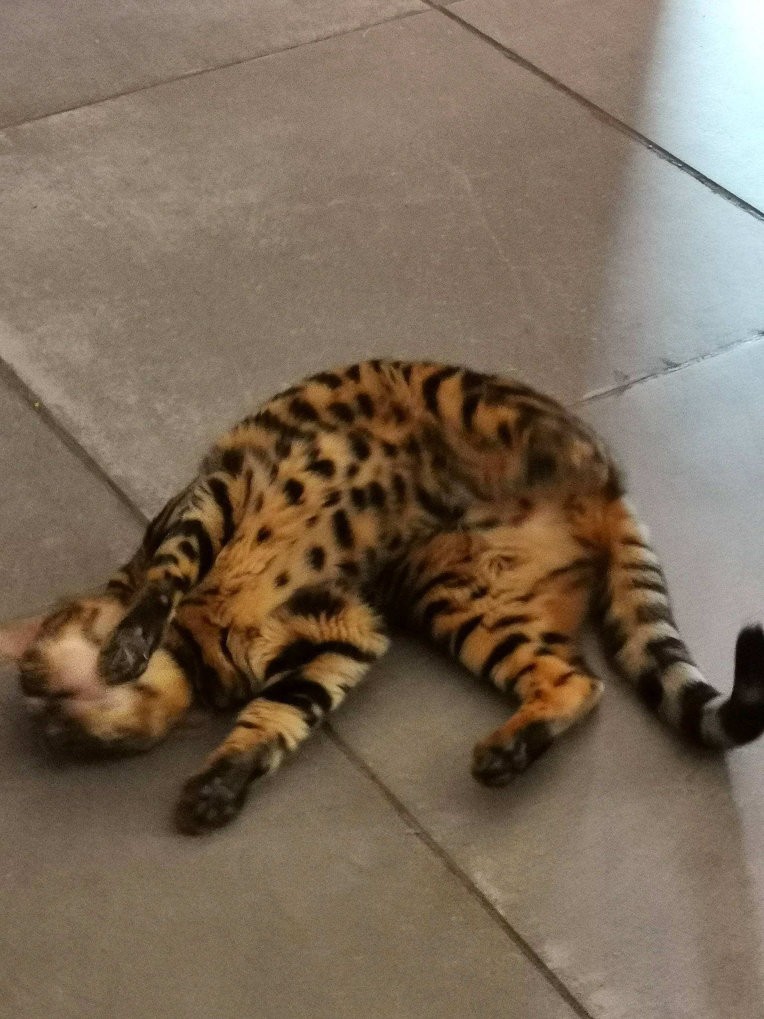 Thor a rejoint le concours — aidez-le/la à gagner de superbes lots ! asian, bengal, california_spangled, carnivore, cat, dragon_li, egyptian_mau, european_shorthair, felidae, kitten, mammal, savannah, small_to_medium_sized_cats, sokoke, tabby_cat, tail, terrestrial_animal, toyger, vertebrate, whiskers