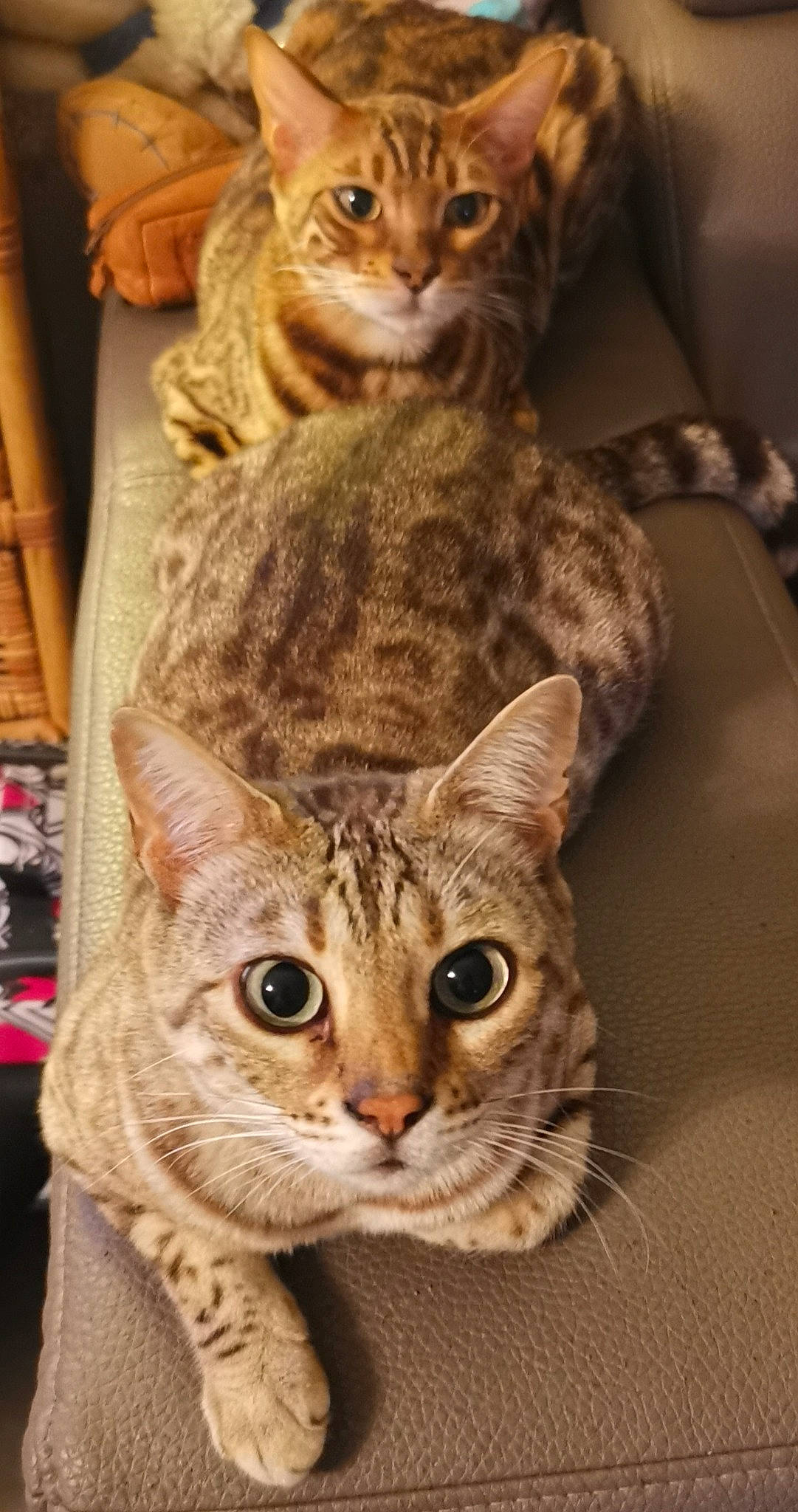 Cayenne participe au concours pour gagner de l'argent avec cette photo : arabian_mau, asian, australian_mist, bengal, california_spangled, carnivore, cat, chausie, domestic_short_haired_cat, dragon_li, european_shorthair, felidae, mammal, ocicat, pixie_bob, savannah, small_to_medium_sized_cats, tabby_cat, vertebrate, whiskers