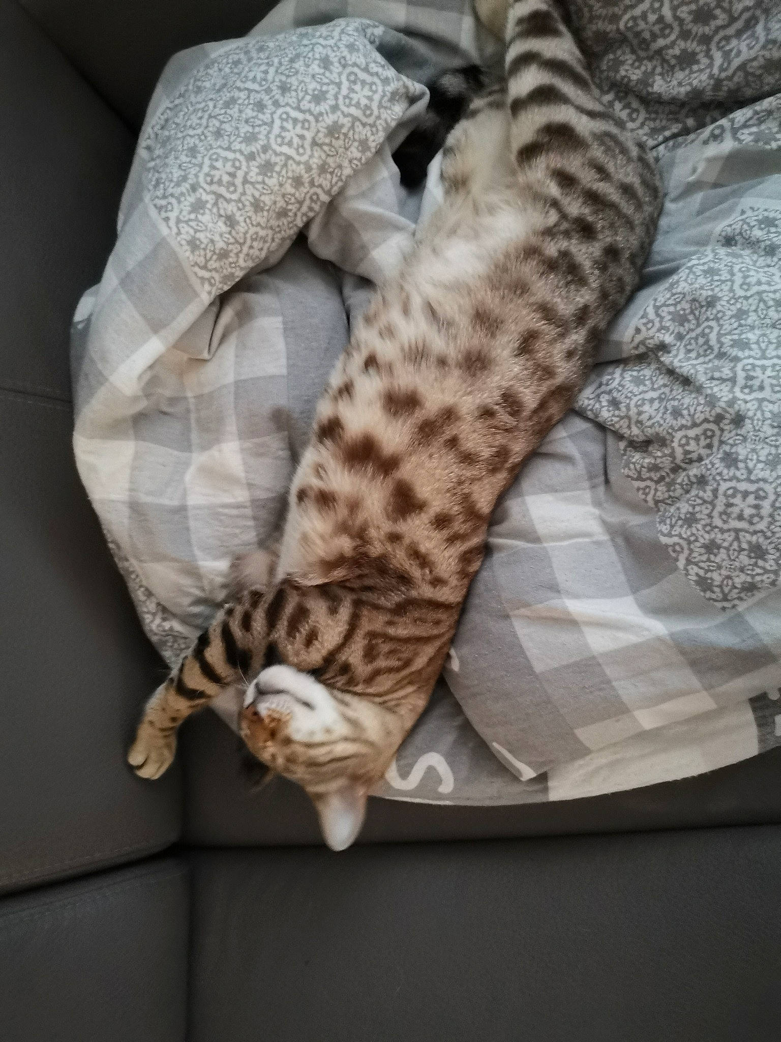 Cayenne a rejoint le concours — aidez-le/la à gagner de superbes lots ! asian, bengal, carnivore, cat, egyptian_mau, fawn, felidae, kitten, ocicat, savannah, small_to_medium_sized_cats, tabby_cat, whiskers