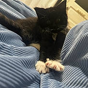 Mira joined the competition — help win amazing prizes! bedding, bedroom, black_cat, blue_blanket, cat, close_up, cozy, curious, domestic_animal, fur, indoor, kitten, low_light, paw_pads, paws, pet, portrait, soft_texture, whiskers, white_paws