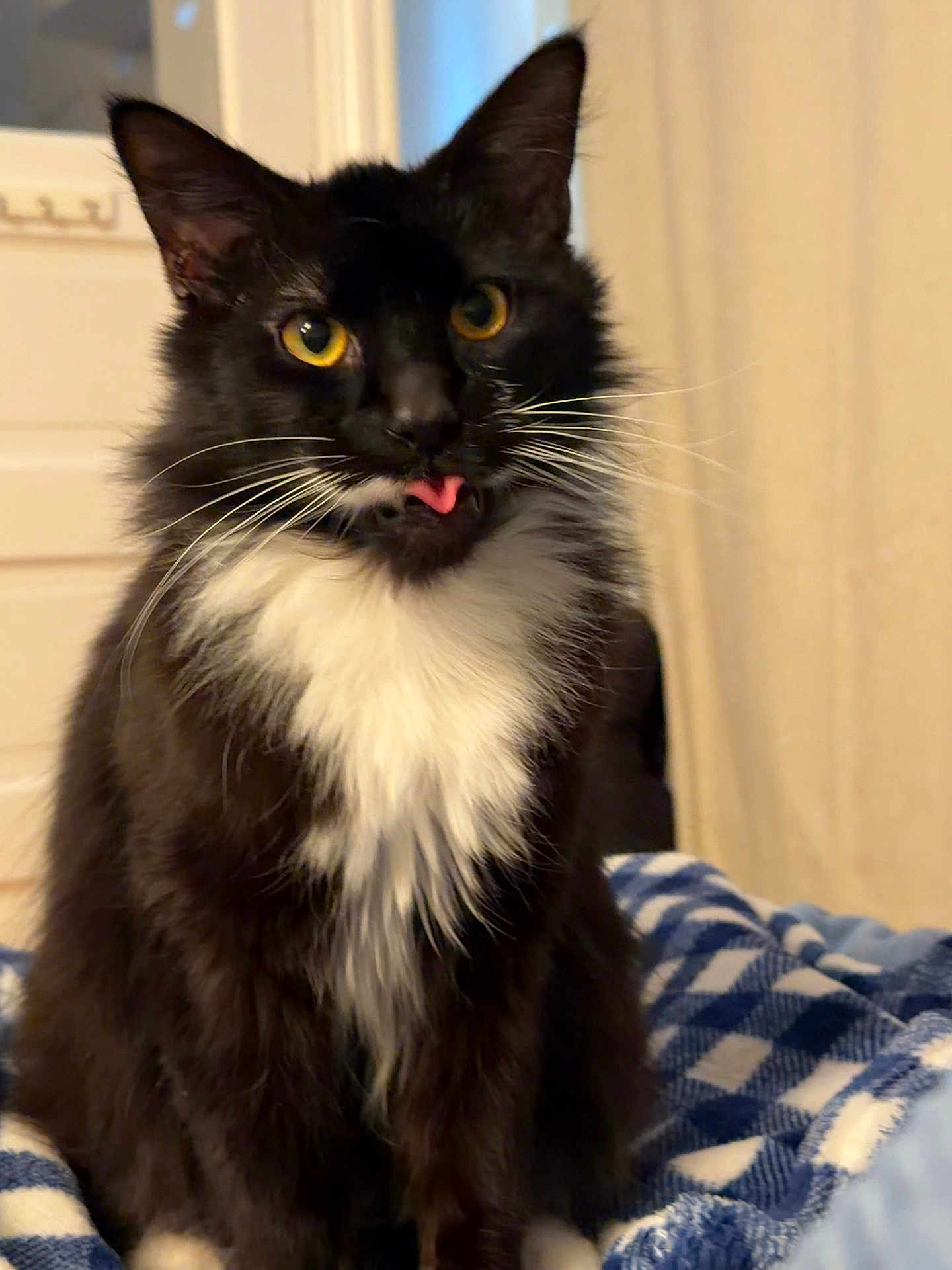 Mira is registered to the contest to win money with this photo: bed, black_cat, blanket, cat, closeup, curious, curtain, fluffy, indoor, longhair, mammal, pet, portrait, sitting, tongue_out, tuxedo_cat, whiskers, white_chest, window, yellow_eyes