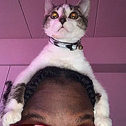 Cinnamon is registered to the contest to win money with this photo: cat, person, glasses, indoor, head, pet, curious, white_cat, black_hair, braids, collar, bell, face, eyes, close_up, portrait, funny_pose, pink_lighting, looking_up, animal