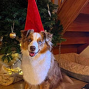 Uno participe au concours pour gagner de l'argent avec cette photo : dog, santa_hat, christmas_tree, holiday, festive, decorations, stairs, stockings, dog_bed, wooden_floor, indoor, pet, smiling, fur, happy, lights, ornaments, home, celebration, cozy