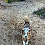 Uno participe au concours pour gagner de l'argent avec cette photo : dog, sand, outdoor, nature, trees, bushes, blue_eyes, fluffy, animal, pet, canine, fur, alert, curious, daylight, hill, landscape, ground, walking, tail
