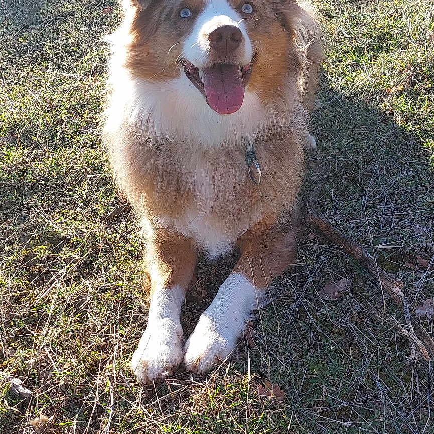 Uno participe au concours pour gagner de l'argent avec cette photo : animal, blue_eyes, canine, collar, daylight, dog, ears, fluffy, fur, grass, happy, muzzle, nature, outdoor, pet, playful, sitting, smiling, sunlight, tongue_out