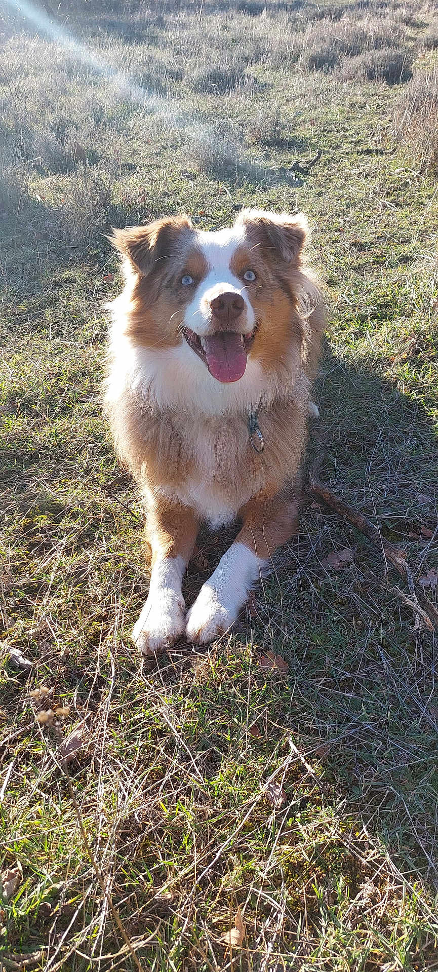 Uno participe au concours pour gagner de l'argent avec cette photo : dog, animal, outdoor, grass, sunlight, pet, happy, tongue_out, blue_eyes, fluffy, sitting, nature, daylight, canine, muzzle, ears, collar, fur, playful, smiling