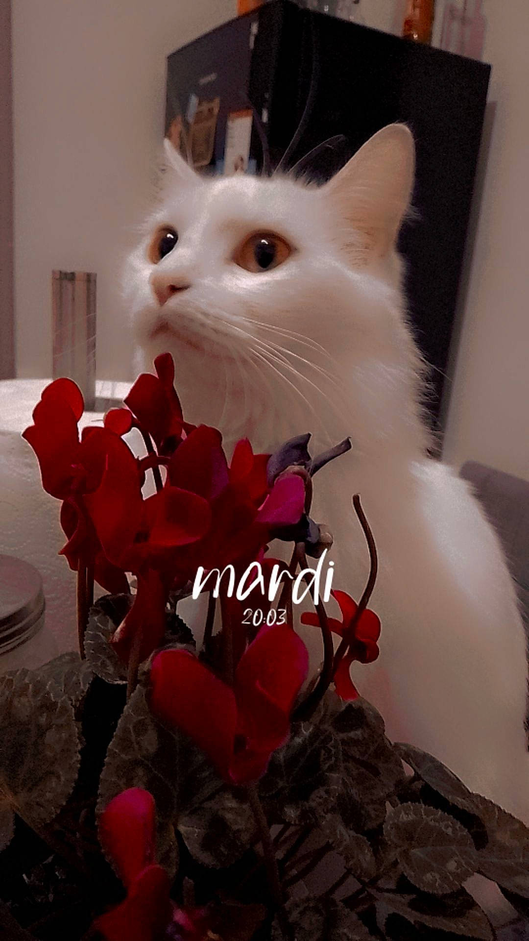 Mohia a rejoint le concours — aidez-le/la à gagner de superbes lots ! art, artificial_flower, carmine, carnivore, cat, cut_flowers, domestic_short_haired_cat, felidae, flower, flowering_plant, formal_wear, fur, happy, petal, photo_caption, plant, small_to_medium_sized_cats, snout, twig, whiskers