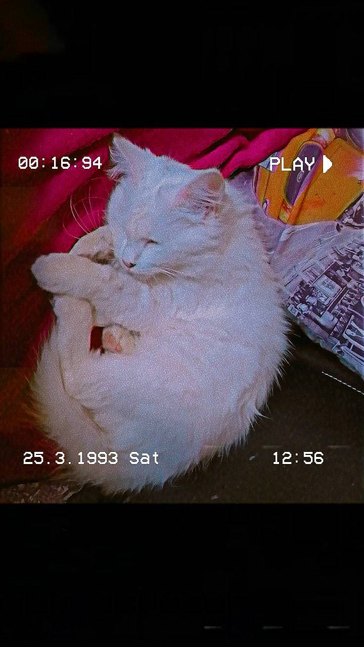 Mohia participe au concours pour gagner de l'argent avec cette photo : carnivore, cat, event, felidae, font, fur, internet_meme, magenta, organism, paw, photo_caption, small_to_medium_sized_cats, tail, terrestrial_animal, whiskers