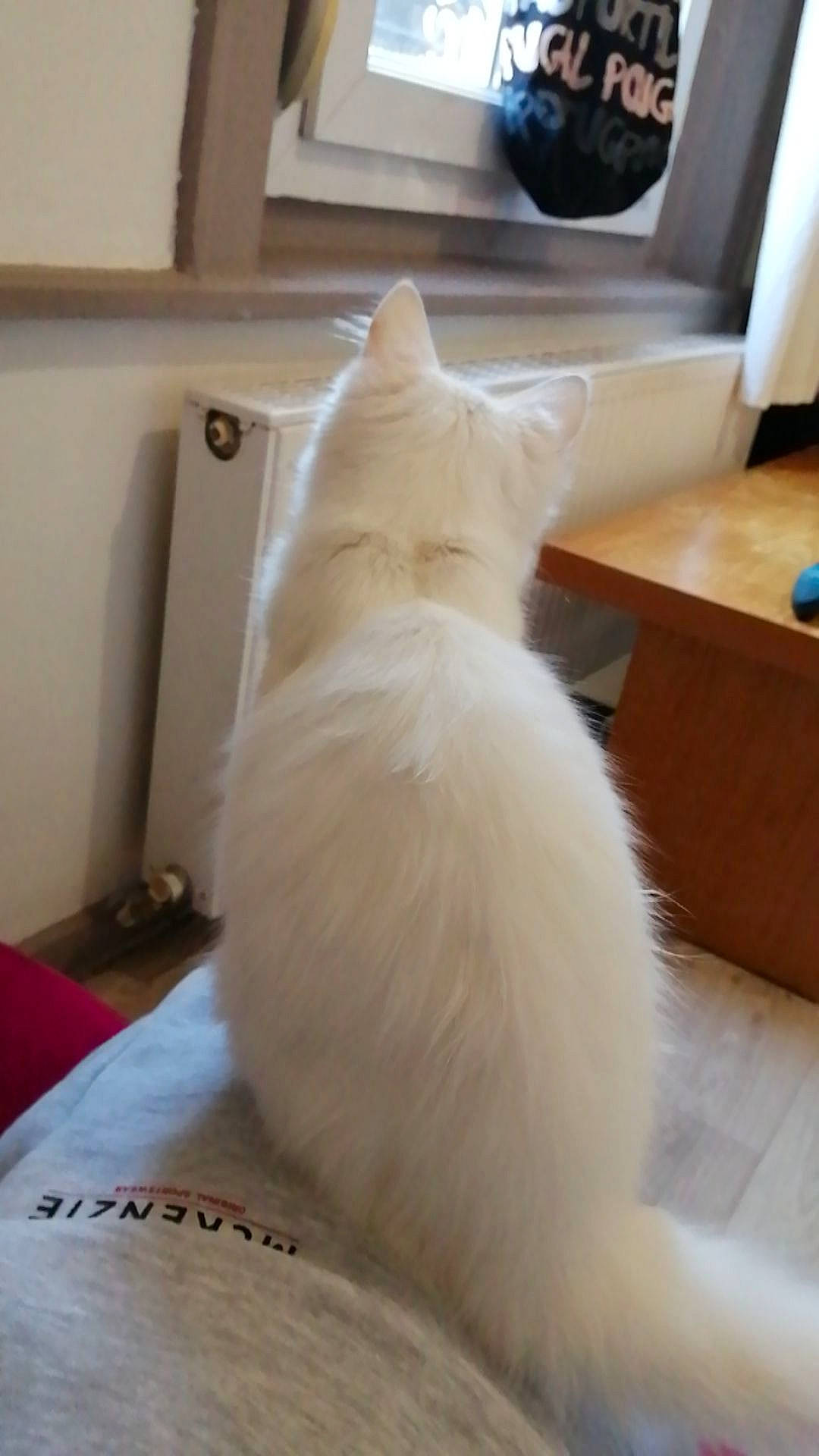 Mohia a rejoint le concours — aidez-le/la à gagner de superbes lots ! carnivore, cat, comfort, felidae, flooring, fur, hardwood, mammal, room, small_to_medium_sized_cats, tail, whiskers, wood