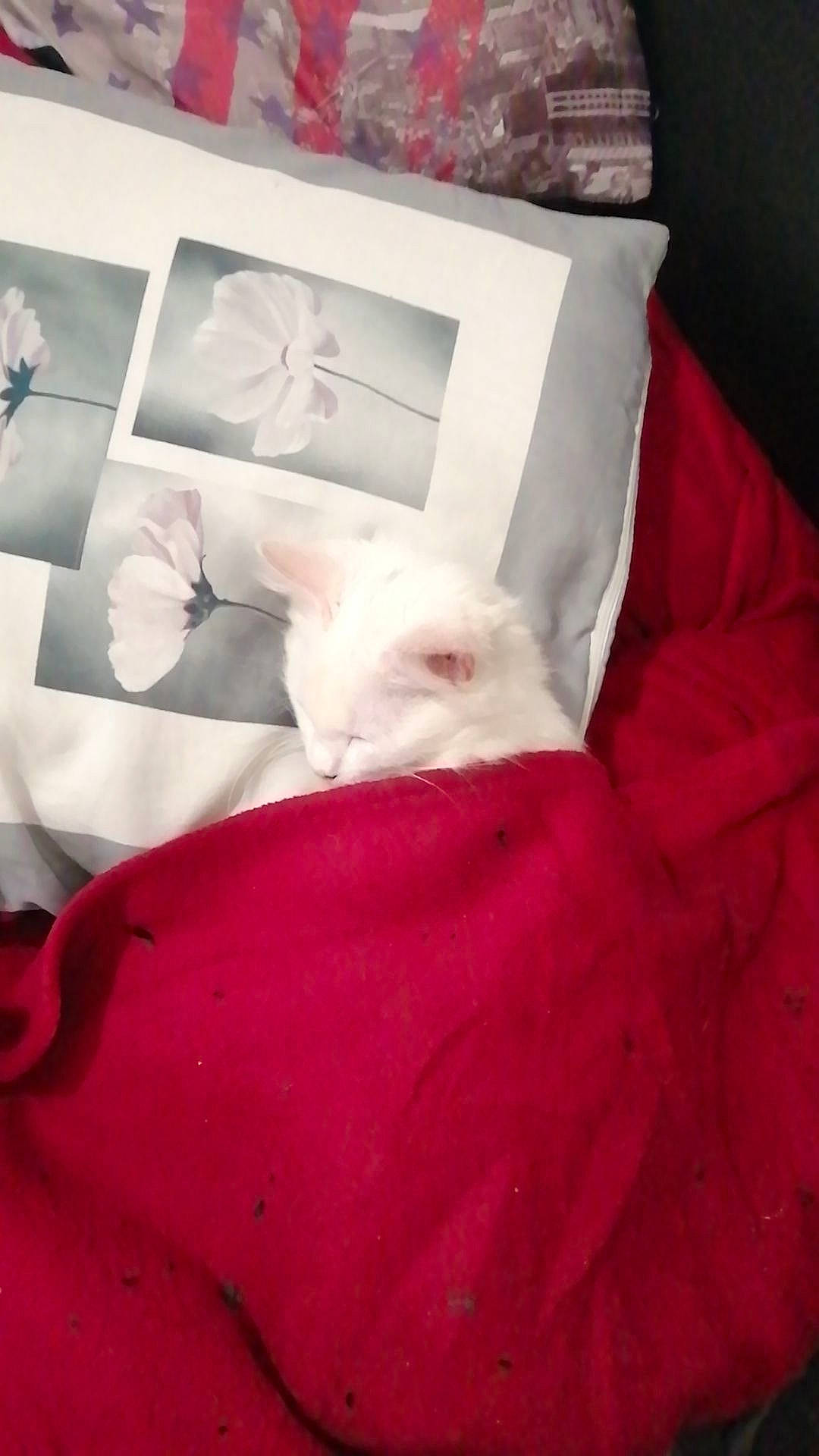 Mohia a rejoint le concours — aidez-le/la à gagner de superbes lots ! bed_sheet, bedding, carmine, carnivore, cat, comfort, duvet, felidae, fur, linens, magenta, pattern, peach, pink, room, sleeve, small_to_medium_sized_cats, tail, textile, whiskers