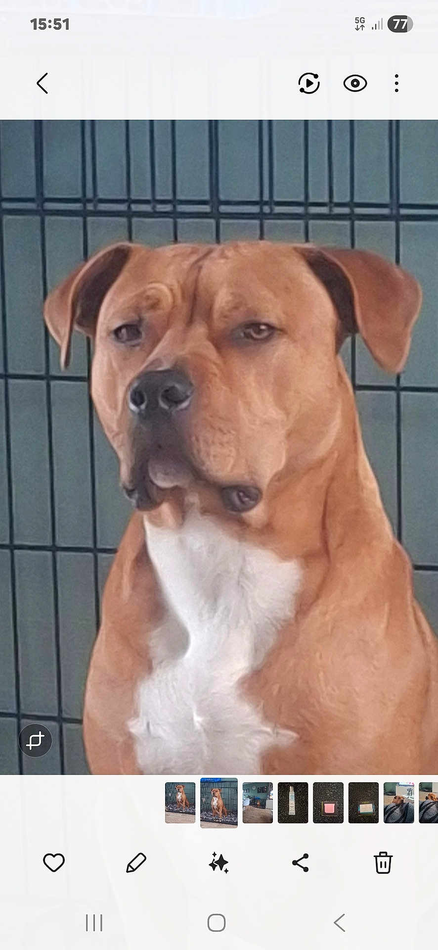 Athos a rejoint le concours — aidez-le/la à gagner de superbes lots ! dog, brown_dog, white_chest, pet, animal, indoor, cage, calm, sitting, closeup, canine, fur, ears, face, portrait, muzzle, companion, domestic_animal, looking_away, quiet