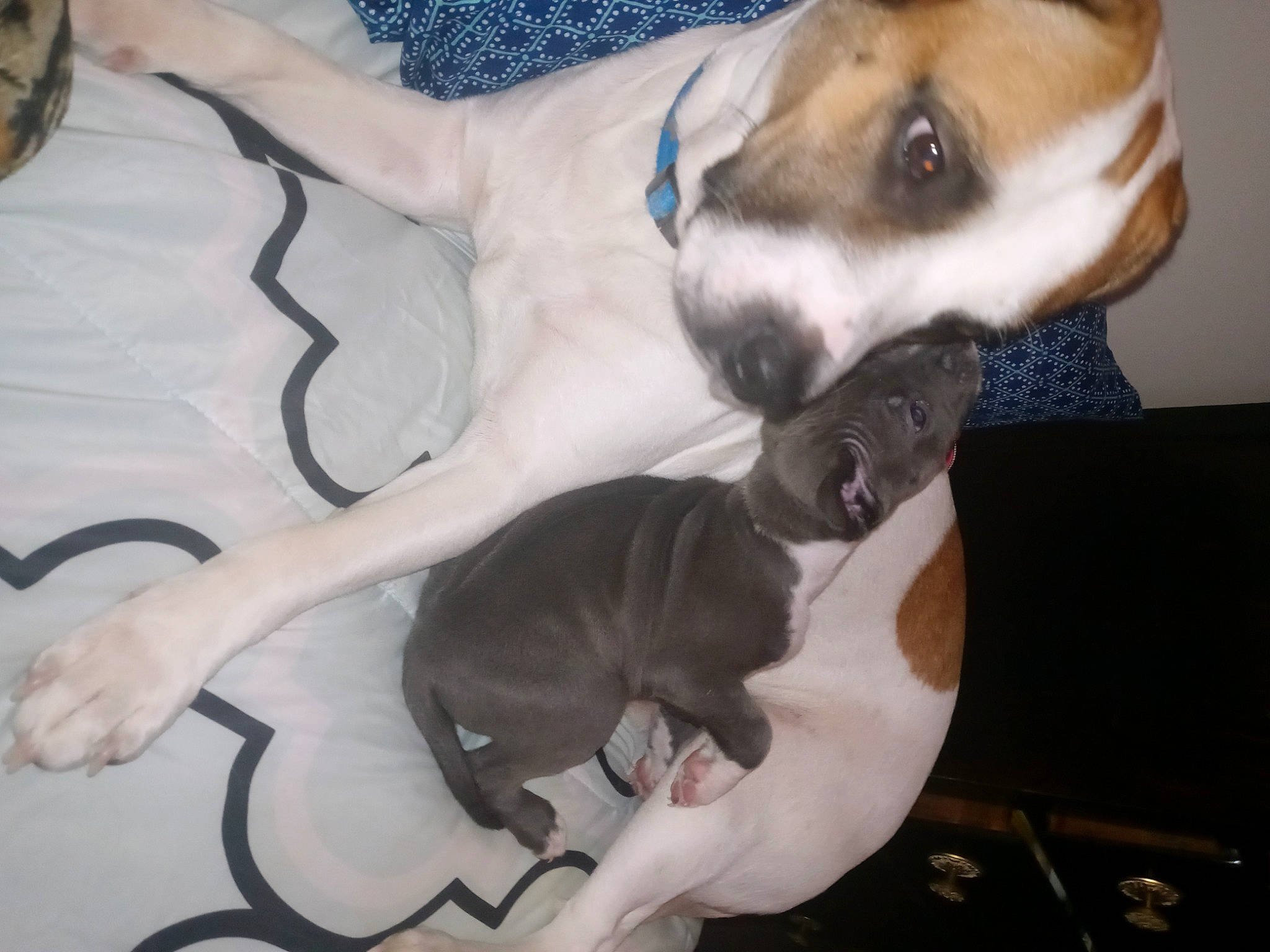 Tank is registered to the contest to win money with this photo: canidae, carnivore, collar, comfort, companion_dog, dog, dog_breed, ear, fawn, fur, mammal, non_sporting_group, paw, pet_supply, snout, sporting_group, tail, toy_dog, whiskers, working_animal