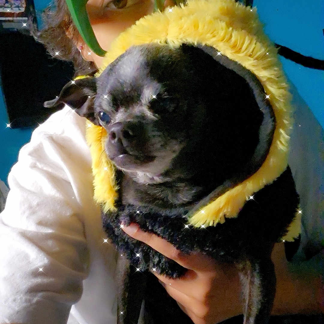 Kamie joined the competition — help win amazing prizes! accessories, adult, animal, bodypart, canine, cap, chihuahua, clothing, dog, face, finger, glasses, hand, hat, head, male, man, person, pet, pug