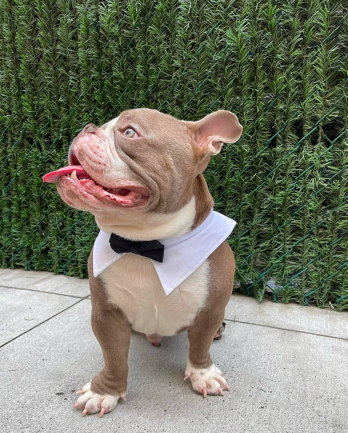 Tortellini is registered to the contest to win money with this photo: bulldog, canidae, carnivore, companion_dog, dog, dog_breed, dog_clothes, dog_collar, dog_supply, fawn, grass, non_sporting_group, pink, plant, road_surface, snout, sporting_group, terrestrial_animal, working_animal, wrinkle