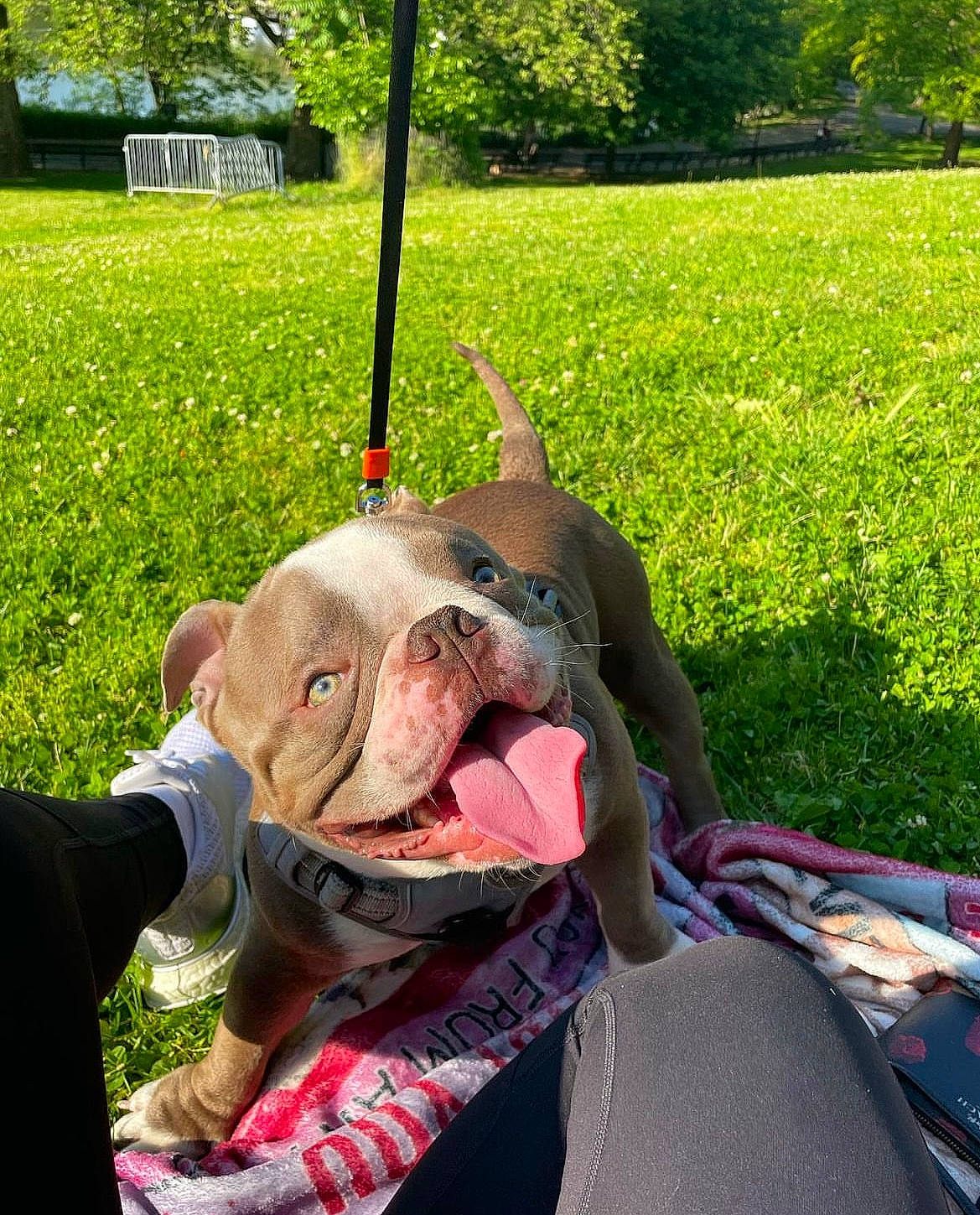 Tortellini joined the competition — help win amazing prizes! carnivore, collar, companion_dog, dog, dog_breed, eyewear, fawn, gesture, grass, grass_family, green, happy, jaw, leisure, mammal, plant, snout, tree, working_animal, wrinkle