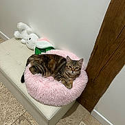 Boo a rejoint le concours — aidez-le/la à gagner de superbes lots ! cat, tabby_cat, fluffy_bed, pink_cushion, bench, plush_toy, white_bunny, indoor, floor_tiles, wooden_beam, resting, pet, fur, animal, cozy, cute, domestic_cat, relaxed, feline, home