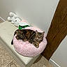cat, tabby_cat, fluffy_bed, pink_cushion, bench, plush_toy, white_bunny, indoor, floor_tiles, wooden_beam, resting, pet, fur, animal, cozy, cute, domestic_cat, relaxed, feline, home