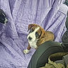 puppy, dog, brown_and_white, quilted_blanket, purple, car_seat, vehicle_interior, pet, curious, sitting, canine, furry, companion, cute, indoor, blanket_texture, seat_cover, head, animal, friendship