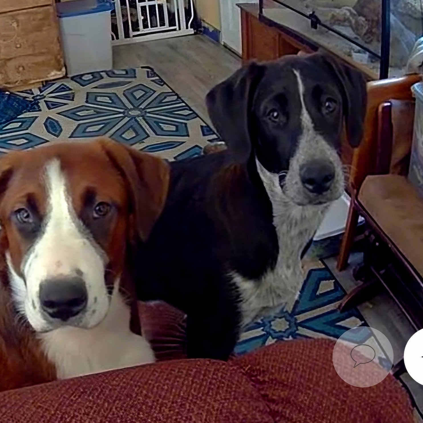 Buddy And Tilly