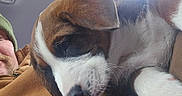 Buddy And Tilly joined the competition — help win amazing prizes! puppy, dog, person, hand, car_interior, jacket, brown, white, petting, close_up, fur, window, seatbelt, head, ear, snout, napping, cozy, indoor, casual