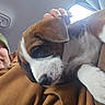 puppy, dog, person, hand, car_interior, jacket, brown, white, petting, close_up, fur, window, seatbelt, head, ear, snout, napping, cozy, indoor, casual