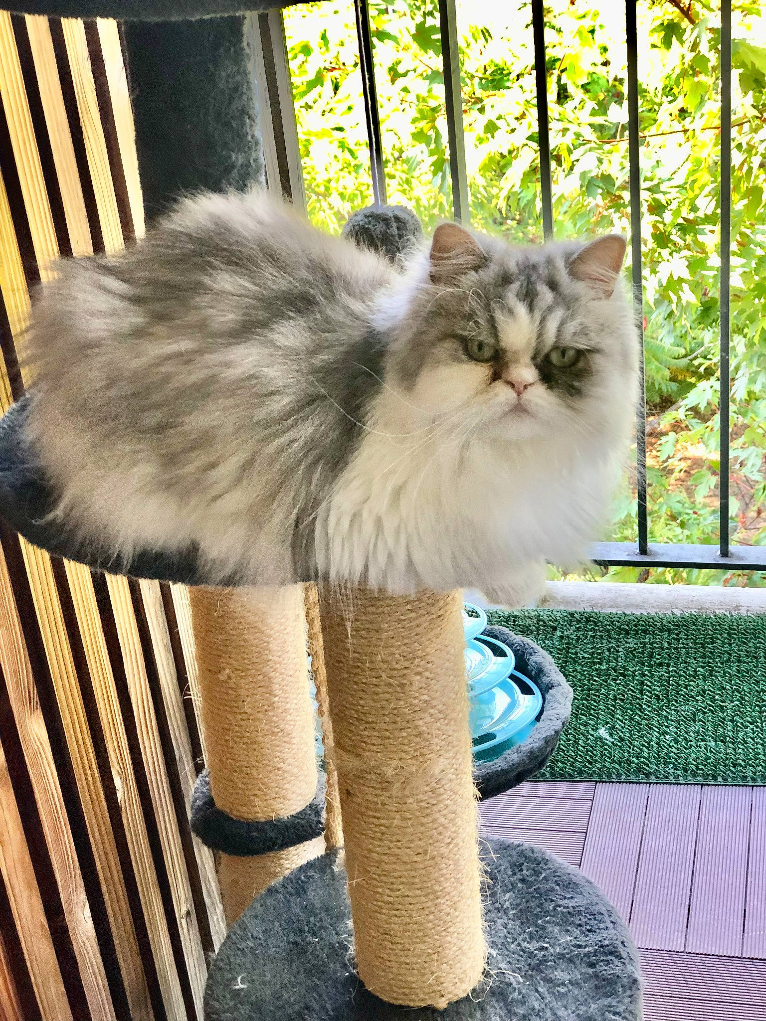 Tessy participe au concours pour gagner de l'argent avec cette photo : british_longhair, carnivore, cat, claw, companion_dog, fawn, felidae, flooring, fur, grass, persian, plant, road_surface, sitting, small_to_medium_sized_cats, tail, terrestrial_animal, whiskers