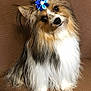 Chica is registered to the contest to win money with this photo: dog, fluffy, hair_accessory, blue_flower, pet, cute, couch, brown_background, long_hair, small_dog, sitting, head_tilt, indoors, fur, animal, companion, adorable, friendly, portrait, domestic