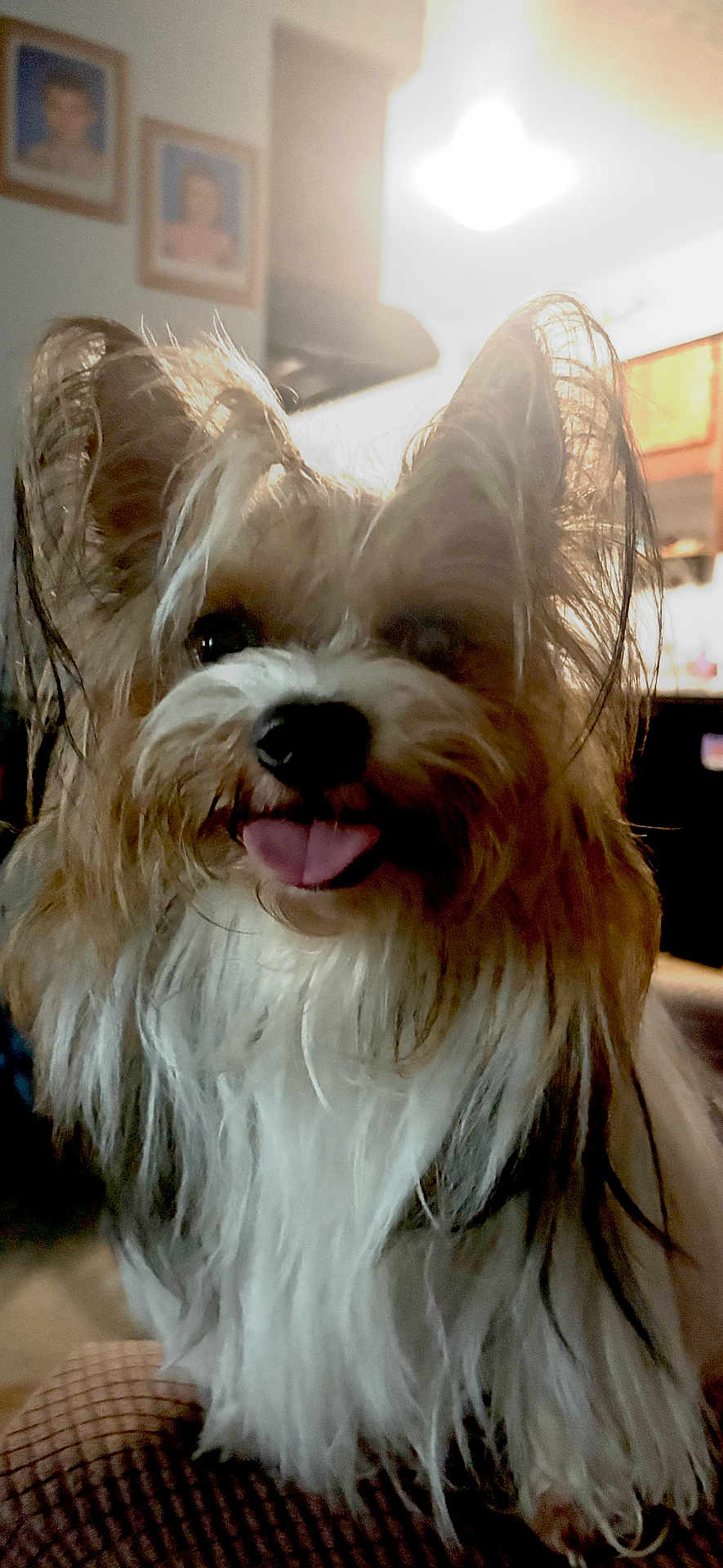 Chica