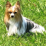 Chica is registered to the contest to win money with this photo: dog, grass, outdoor, sunlight, pet, animal, fluffy, bow, relaxing, nature, canine, fur, small_dog, portrait, summer, greenery, cute, laying_down, ears, adorable