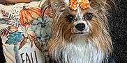Chica is registered to the contest to win money with this photo: dog, bow, couch, pillow, fall, autumn, decor, lamp, elephant_figurine, brown, white, black, pet, long_hair, small_dog, indoor, cozy, cute, sitting, animal