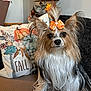 dog, bow, couch, pillow, fall, autumn, decor, lamp, elephant_figurine, brown, white, black, pet, long_hair, small_dog, indoor, cozy, cute, sitting, animal