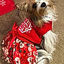 Chica is registered to the contest to win money with this photo: dog, pet, holiday, christmas, red_bow, skirt, festive, carpet, cute, small_dog, costume, indoor, animal, fur, white_fur, brown_fur, looking_back, adorable, decor, celebration