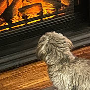 Daisy is registered to the contest to win money with this photo: dog, fireplace, wood_floor, rug, indoor, warmth, cozy, pet, fur, small_dog, home, hearth, glowing_logs, comfort, animal, living_room, relaxation, domestic, carpet, warm_light