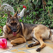 Pamella a rejoint le concours — aidez-le/la à gagner de superbes lots ! german_shepherd, dog, pet, animal, outdoor, garden, plants, greenery, rooster_statue, pink_ball, relaxed, tongue_out, lying_down, tile_floor, nature, summer, sunlight, domestic_animal, canine, background