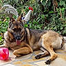 german_shepherd, dog, pet, animal, outdoor, garden, plants, greenery, rooster_statue, pink_ball, relaxed, tongue_out, lying_down, tile_floor, nature, summer, sunlight, domestic_animal, canine, background