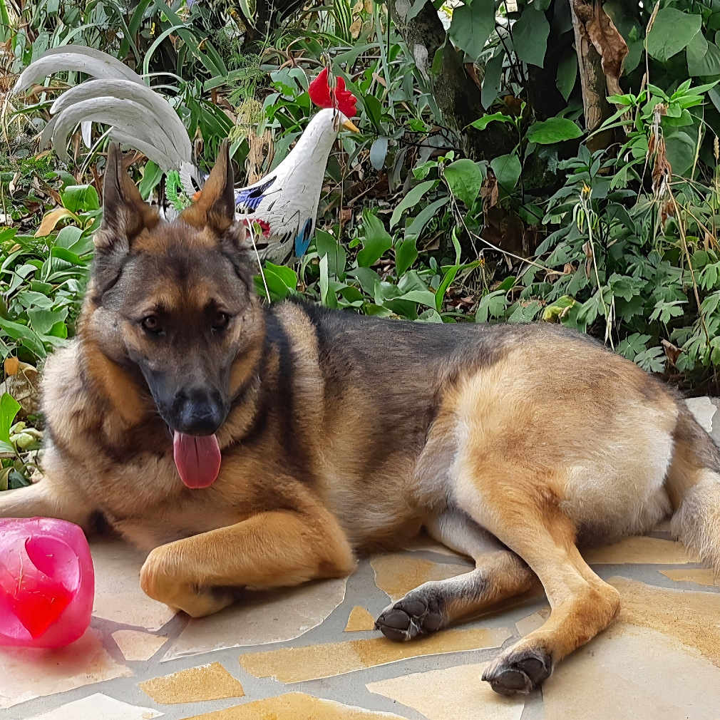 Pamella a rejoint le concours — aidez-le/la à gagner de superbes lots ! german_shepherd, dog, pet, animal, outdoor, garden, plants, greenery, rooster_statue, pink_ball, relaxed, tongue_out, lying_down, tile_floor, nature, summer, sunlight, domestic_animal, canine, background