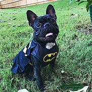 Maximus is registered to the contest to win money with this photo: dog, french_bulldog, costume, batman, grass, outdoor, pet, tongue_out, black_dog, cape, leaf, yard, fence, cute, sitting, animal, canine, playful, summer, greenery