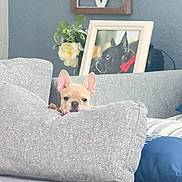 Mila is registered to the contest to win money with this photo: puppy, dog, couch, pillow, living_room, photograph, frame, flower, plant, decor, ear, face, pet, furniture, grey, blue_pillow, wall, indoor, cute, cozy